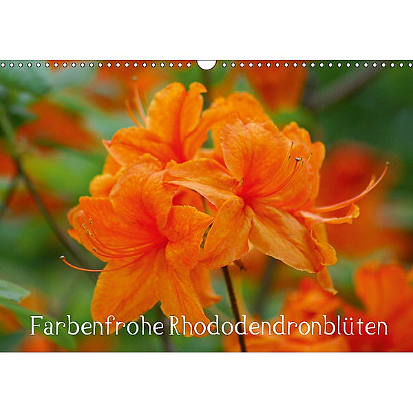 Farbenfrohe Rhododendronblüten (Wandkalender 2019 DIN A3 quer), Kattobello