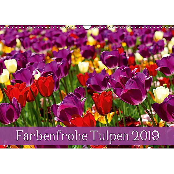 Farbenfrohe Tulpen 2019 (Wandkalender 2019 DIN A3 quer), Klaus Vartzbed