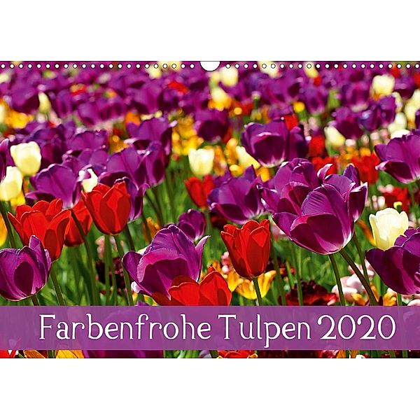 Farbenfrohe Tulpen 2020 (Wandkalender 2020 DIN A3 quer), Klaus Vartzbed