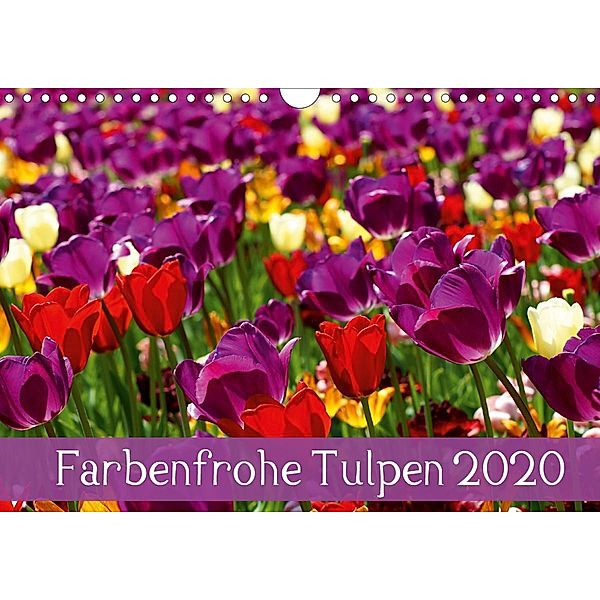 Farbenfrohe Tulpen 2020 (Wandkalender 2020 DIN A4 quer), Klaus Vartzbed