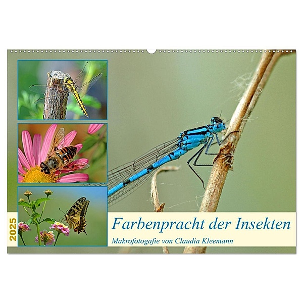 Farbenpracht der Insekten (Wandkalender 2025 DIN A2 quer), CALVENDO Monatskalender, Calvendo, Claudia Kleemann