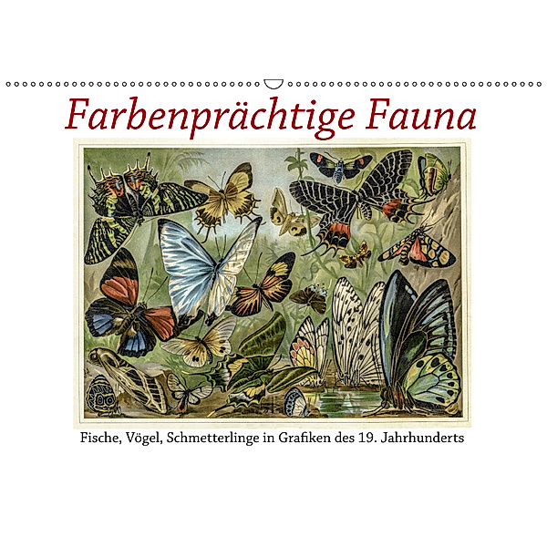 Farbenprächtige Fauna. Fische, Vögel, Schmetterlinge in Grafiken des 19 Jahrhunderts (Wandkalender 2019 DIN A2 quer), Jost Galle
