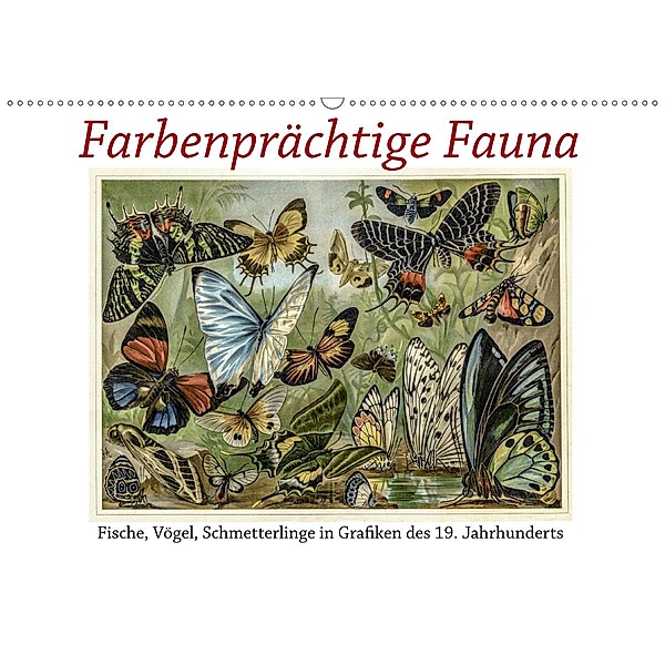 Farbenprächtige Fauna. Fische, Vögel, Schmetterlinge in Grafiken des 19 Jahrhunderts (Wandkalender 2020 DIN A2 quer), Jost Galle