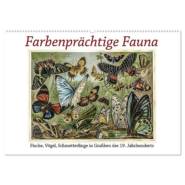 Farbenprächtige Fauna. Fische, Vögel, Schmetterlinge in Grafiken des 19 Jahrhunderts (Wandkalender 2025 DIN A2 quer), CALVENDO Monatskalender, Calvendo, Jost Galle