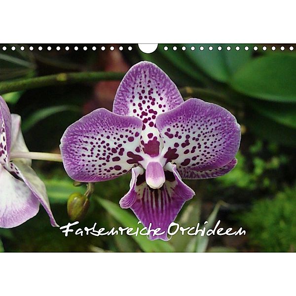 Farbenreiche Orchideen (Wandkalender 2021 DIN A4 quer), Sven Herkenrath