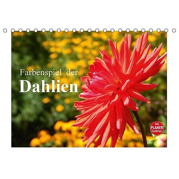 Farbenspiel der Dahlien (Tischkalender 2017 DIN A5 quer), Martina Busch