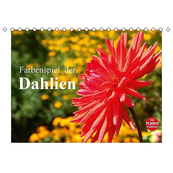 Farbenspiel der Dahlien (Tischkalender 2021 DIN A5 quer), Martina Busch