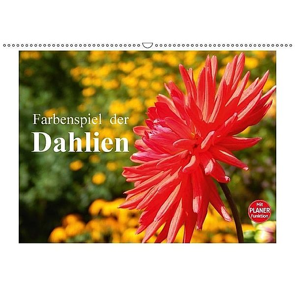 Farbenspiel der Dahlien (Wandkalender 2017 DIN A2 quer), Martina Busch