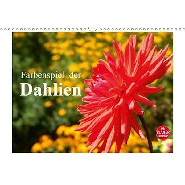 Farbenspiel der Dahlien (Wandkalender 2020 DIN A3 quer), Martina Busch