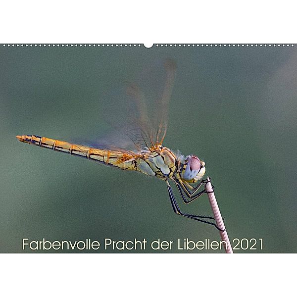 Farbenvolle Pracht der Libellen (Wandkalender 2021 DIN A2 quer), Dany´s Blickwinkel