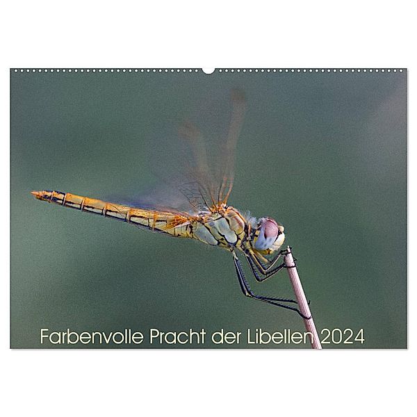 Farbenvolle Pracht der Libellen (Wandkalender 2024 DIN A2 quer), CALVENDO Monatskalender, Dany´s Blickwinkel