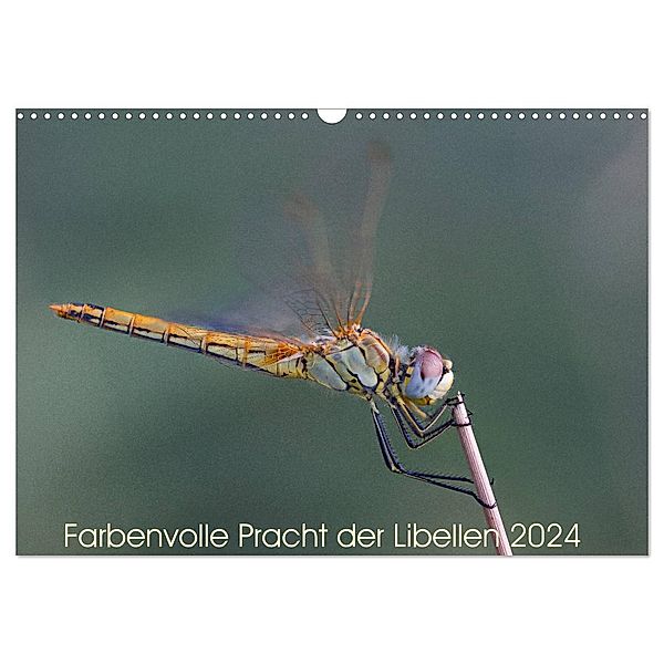 Farbenvolle Pracht der Libellen (Wandkalender 2024 DIN A3 quer), CALVENDO Monatskalender, Dany´s Blickwinkel