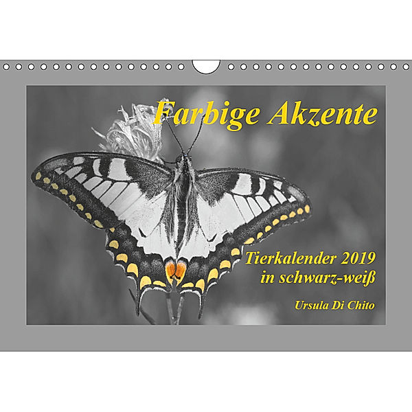 Farbige Akzente - Tierkalender 2019 in schwarz-weiß (Wandkalender 2019 DIN A4 quer), Ursula Di Chito