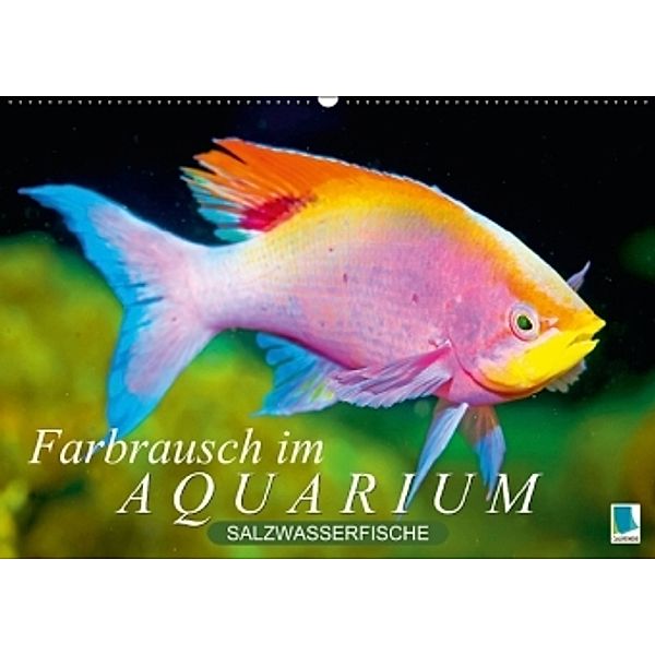 Farbrausch im Aquarium: Salzwasserfische (Wandkalender 2015 DIN A2 quer), Calvendo