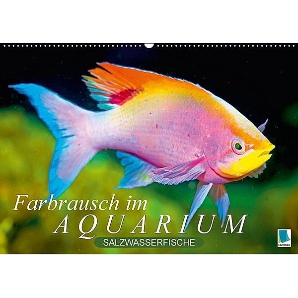 Farbrausch im Aquarium: Salzwasserfische (Wandkalender 2017 DIN A2 quer), k.A. CALVENDO