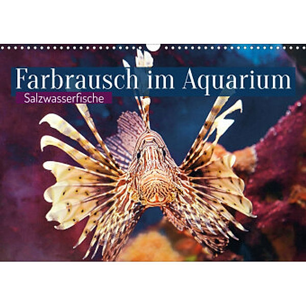 Farbrausch im Aquarium: Salzwasserfische (Wandkalender 2022 DIN A3 quer), Calvendo