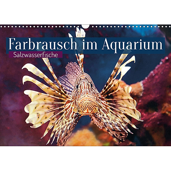 Farbrausch im Aquarium: Salzwasserfische (Wandkalender 2023 DIN A3 quer), Calvendo