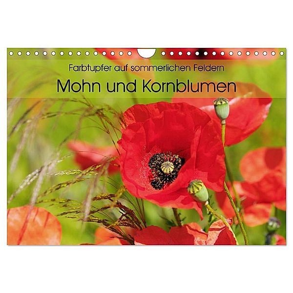 Farbtupfer auf sommerlichen Feldern - Mohn und Kornblumen (Wandkalender 2024 DIN A4 quer), CALVENDO Monatskalender, Anja Frost