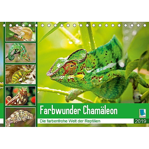 Farbwunder Chamäleon (Tischkalender 2019 DIN A5 quer), CALVENDO