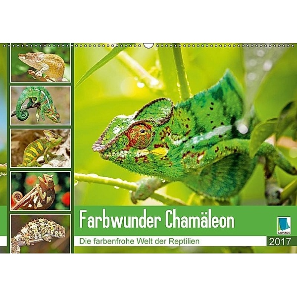 Farbwunder Chamäleon (Wandkalender 2017 DIN A2 quer), CALVENDO