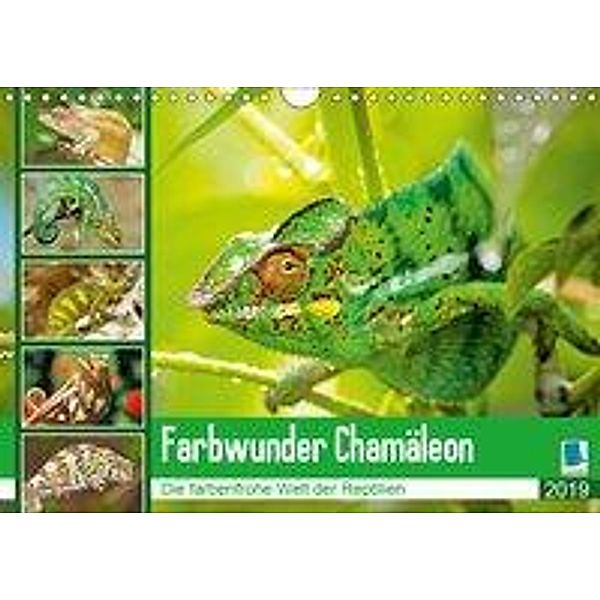 Farbwunder Chamäleon (Wandkalender 2019 DIN A4 quer), Calvendo