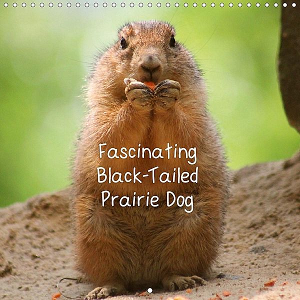 Fascinating Black-Tailed Prairie Dog (Wall Calendar 2021 300 × 300 mm Square), Four Hands Art