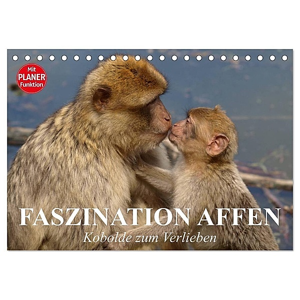 Faszination Affen. Kobolde zum Verlieben (Tischkalender 2024 DIN A5 quer), CALVENDO Monatskalender, Elisabeth Stanzer