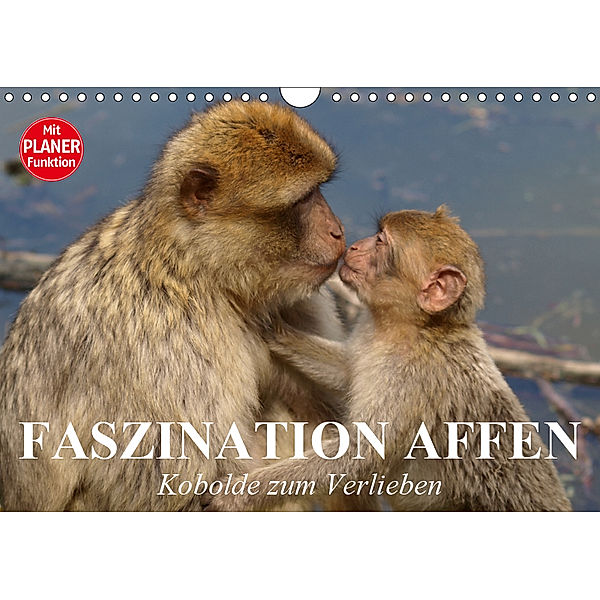 Faszination Affen. Kobolde zum Verlieben (Wandkalender 2019 DIN A4 quer), Elisabeth Stanzer