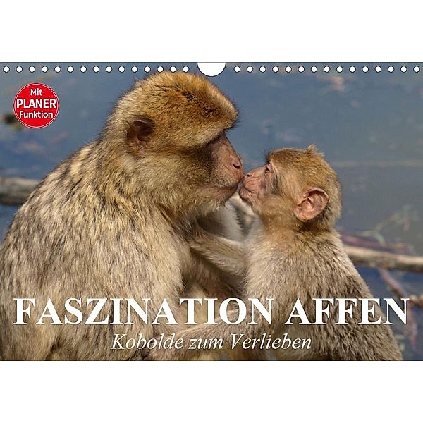 Faszination Affen. Kobolde zum Verlieben (Wandkalender 2021 DIN A4 quer), Elisabeth Stanzer