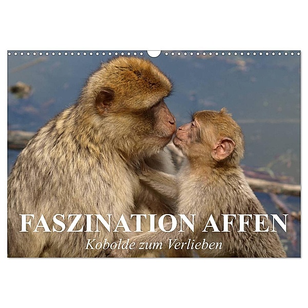 Faszination Affen. Kobolde zum Verlieben (Wandkalender 2024 DIN A3 quer), CALVENDO Monatskalender, Elisabeth Stanzer