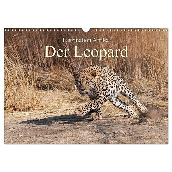 Faszination Afrika: Der Leopard (Wandkalender 2024 DIN A3 quer), CALVENDO Monatskalender, Elmar Weiß