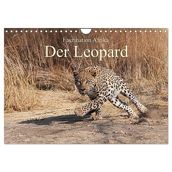 Faszination Afrika: Der Leopard (Wandkalender 2024 DIN A4 quer), CALVENDO Monatskalender, Elmar Weiß