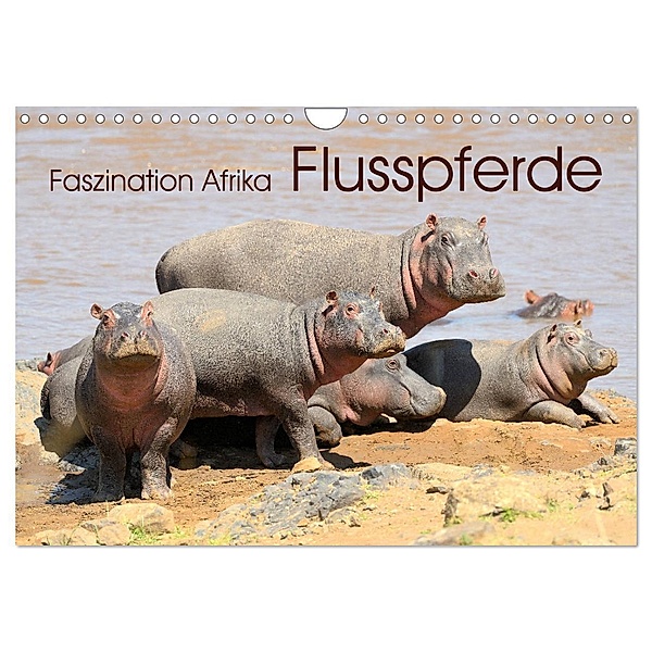 Faszination Afrika: Flusspferde (Wandkalender 2024 DIN A4 quer), CALVENDO Monatskalender, Elmar Weiss