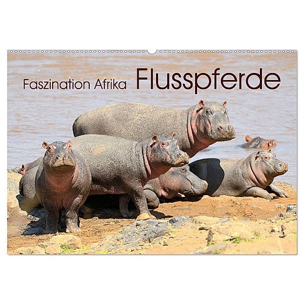 Faszination Afrika: Flusspferde (Wandkalender 2024 DIN A2 quer), CALVENDO Monatskalender, Elmar Weiß