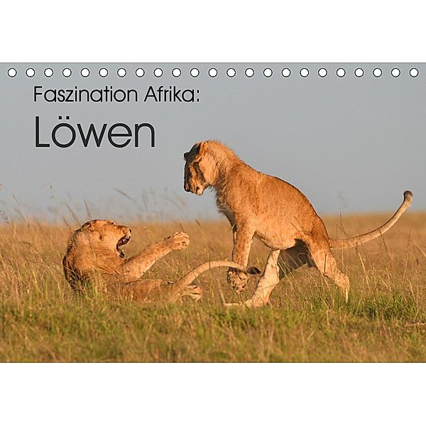 Faszination Afrika: Löwen (Tischkalender 2020 DIN A5 quer), Elmar Weiss