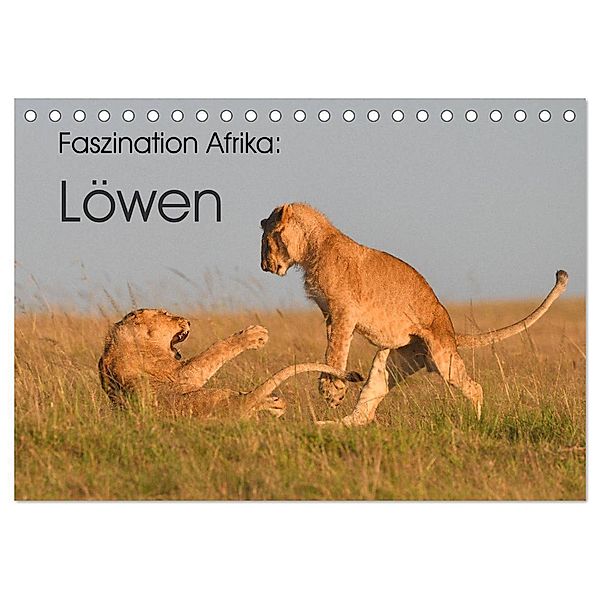Faszination Afrika: Löwen (Tischkalender 2024 DIN A5 quer), CALVENDO Monatskalender, Elmar Weiß