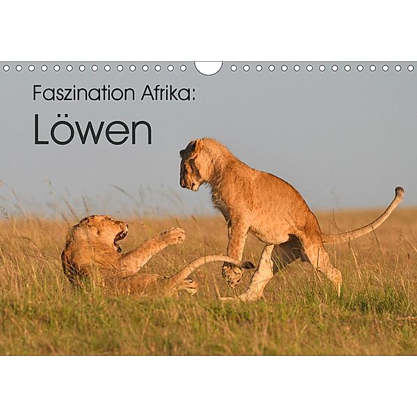 Faszination Afrika: Löwen (Wandkalender 2021 DIN A4 quer), Elmar Weiss