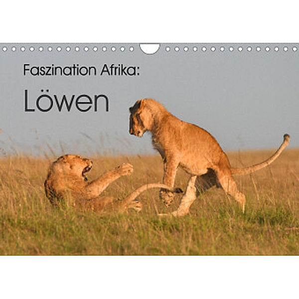 Faszination Afrika: Löwen (Wandkalender 2022 DIN A4 quer), Elmar Weiß