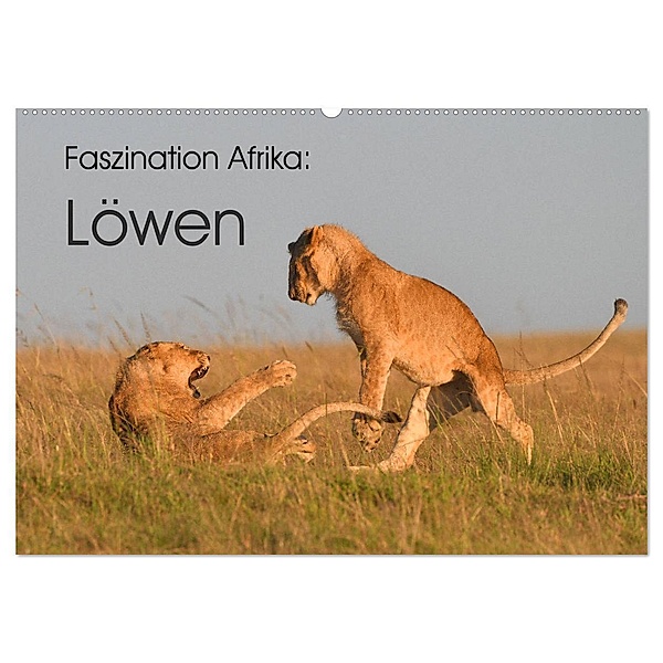 Faszination Afrika: Löwen (Wandkalender 2024 DIN A2 quer), CALVENDO Monatskalender, Elmar Weiß