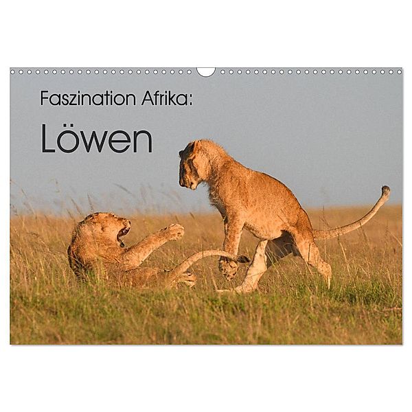 Faszination Afrika: Löwen (Wandkalender 2024 DIN A3 quer), CALVENDO Monatskalender, Elmar Weiss