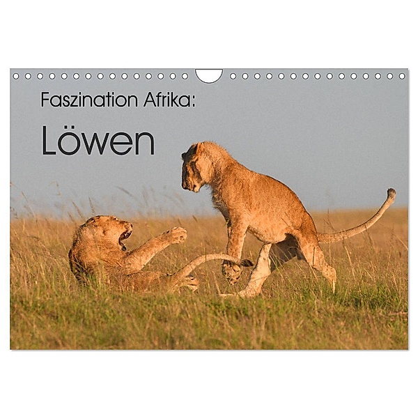 Faszination Afrika: Löwen (Wandkalender 2024 DIN A4 quer), CALVENDO Monatskalender, Elmar Weiss