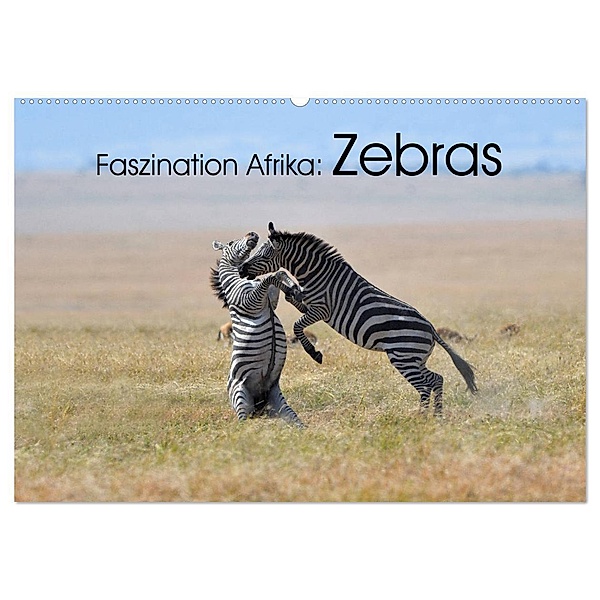 Faszination Afrika: Zebras (Wandkalender 2024 DIN A2 quer), CALVENDO Monatskalender, Elmar Weiß