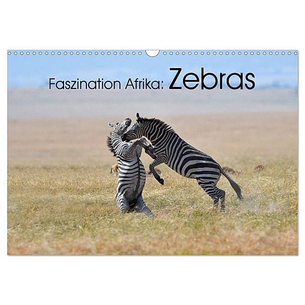Faszination Afrika: Zebras (Wandkalender 2024 DIN A3 quer), CALVENDO Monatskalender, Elmar Weiß