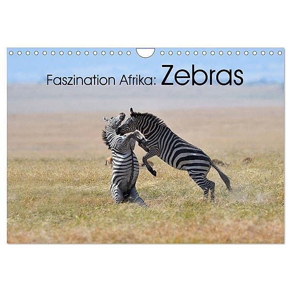 Faszination Afrika: Zebras (Wandkalender 2024 DIN A4 quer), CALVENDO Monatskalender, Elmar Weiß