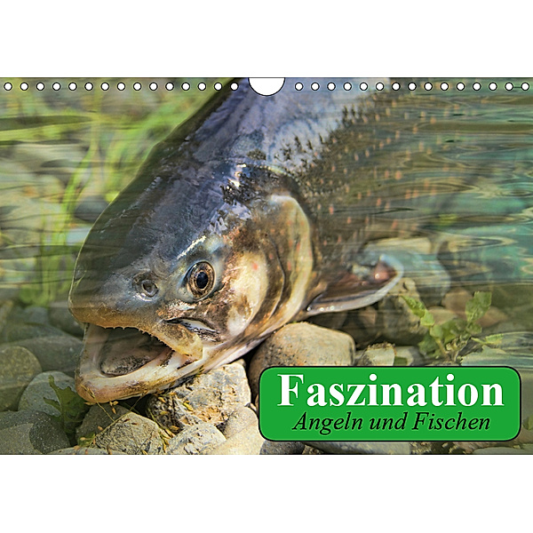 Faszination Angeln und Fischen (Wandkalender 2019 DIN A4 quer), Elisabeth Stanzer