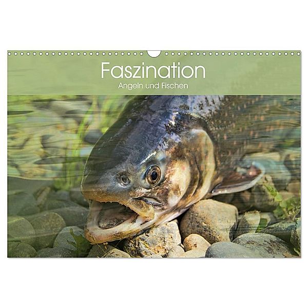 Faszination Angeln und Fischen (Wandkalender 2024 DIN A3 quer), CALVENDO Monatskalender, Elisabeth Stanzer