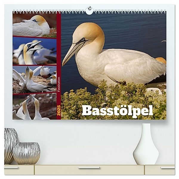 Faszination Basstölpel (hochwertiger Premium Wandkalender 2025 DIN A2 quer), Kunstdruck in Hochglanz, Calvendo, Babett Paul - Babetts Bildergalerie