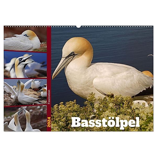 Faszination Basstölpel (Wandkalender 2024 DIN A2 quer), CALVENDO Monatskalender, Babett Paul - Babetts Bildergalerie