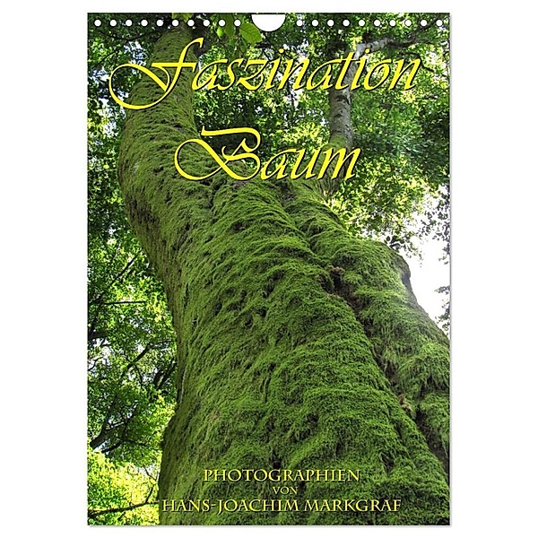 Faszination Baum (Wandkalender 2024 DIN A4 hoch), CALVENDO Monatskalender, Hans-Joachim Markgraf