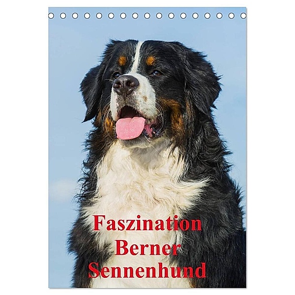 Faszination Berner Sennenhund (Tischkalender 2024 DIN A5 hoch), CALVENDO Monatskalender, Sigrid Starick